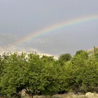 فروش باغ مرکبات ثمری چرام
