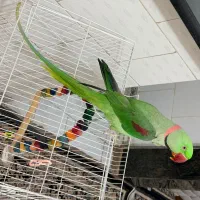 شاه طوطی کاسکو گرینچیک عروس هلندی طوطی برزیلی