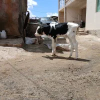 گوساله شیر خوار