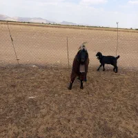 پیشرو،دوساله