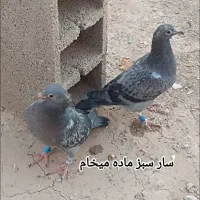سارسبز