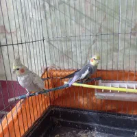 عروس هلندی بالغ