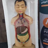 مولاژ اعضای بدن آموزشی