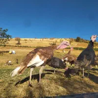 بوقلمون کوردی