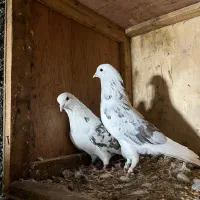 کبوتر|پرنده|گرگان, |دیوار