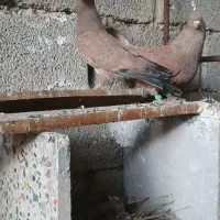 کبوتر کله ای نرباجوجه خودش