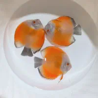 فروش ویژه ماهیان زینتی و تجهیزات آکواریومی