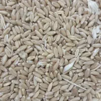 بذر گندم درجه یک و خیلی تمیز|خدمات باغبانی و درختکاری|مشگین شهر, |دیوار