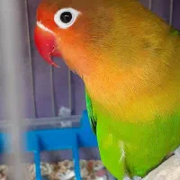 گمشده جفت طوطی برزیلی فیشر|حیوانات|کرمان, |دیوار