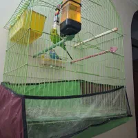 مرغ عشق همراه با قفس