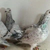 هفرنگ|پرنده|تاکستان, |دیوار