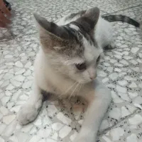 گربه خانگی