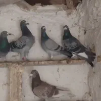 کفتر فروشی|پرنده|بیرجند, |دیوار