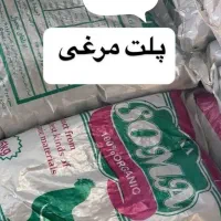 کّوّدّ مْرْغْیْ