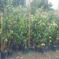 نهال مرکبات قیمت استثنایی|خدمات باغبانی و درختکاری|کومله, |دیوار