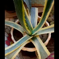 گل گاو ابلق