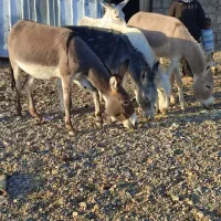 الاغ نر و ماده|حیوانات مزرعه|شاهرود, |دیوار