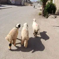 گوسفند بز بره نر حمیدیه
