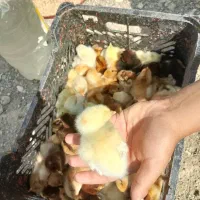 جوجه محلی