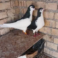 چپ سیاه