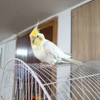 عروس هلندی نر دستی سر حال و شیطون|پرنده|همدان, |دیوار