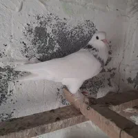 کبوتر ماده قزقن