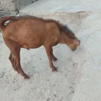 کهر نر