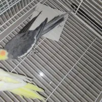 یک جفت عروس هلندی لوتینو وخاکستری به شرط تخم|پرنده|تربت جام, پاسداران|دیوار