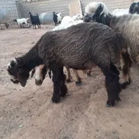 بره نر|حیوانات مزرعه|اندیکا, |دیوار