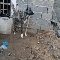 سگ باهوش نر نگهبانی و گله ای
