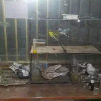 خرید و فروش عروس هلندی، مرغ، خروس و کبوتر|پرنده|فشاپویه, |دیوار