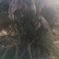 قطع و هرس درخت و نخل و دراوردن دمیت و پاجوش|خدمات باغبانی و درختکاری|برازجان, |دیوار