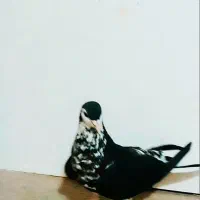 کبوتر رنگه و آلمانی سار، ساده، سفید|پرنده|نصر آباد, |دیوار