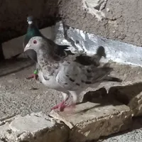 هفترنگ شکلاتی|پرنده|سبزوار, قلعه‌نو دهزار|دیوار