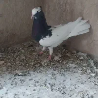 کفتر کبوتر طوقی سه بر قفل