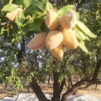 حدود۴جریب باغ پسته گردو و بادام(۵سال تا۱۵سال)