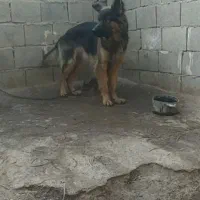 ژرمن شپرد بلک فیس