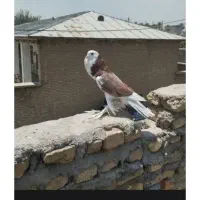 کبوتر بادکنکی