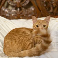 واگذاری رایگان گربه نارنجی DSH شیطون و مهربون|گربه|کرج, فاز ۲ مهرشهر|دیوار