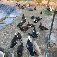 تعداد مرغابی خارجی و غاز  بفروش میرسد