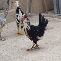 مرع و خروس گلین|حیوانات مزرعه|تهران, هاشم‌آباد|دیوار