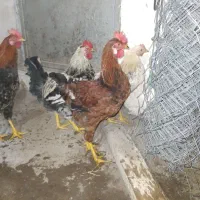 مرغ خروس