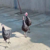 ۶ عدد بوقلمون نر سرحال|حیوانات مزرعه|ازنا, |دیوار