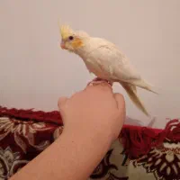عروس هلندی|پرنده|دره شهر, |دیوار