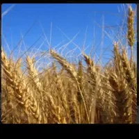 گندم آبی