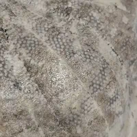 فسیل عروس دربایی|کلکسیون اشیاء عتیقه|تهران, حکیمیه|دیوار