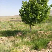 فروش یک قطعه باغ انگور