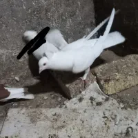 کفتر|پرنده|زارچ, |دیوار