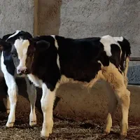 1 گوساله نر شیروازد