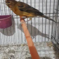 قناری سوخته سرخ